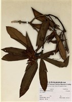 藏品(小西氏杜鵑)的圖片